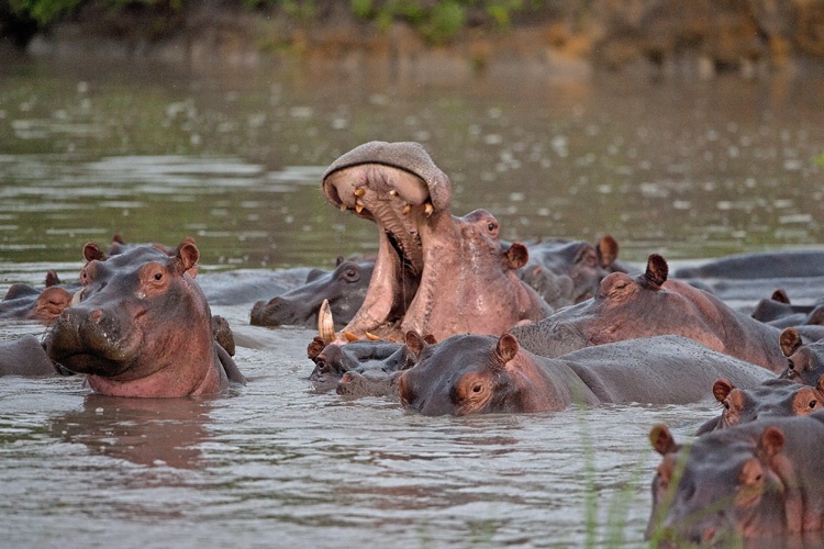 Katavi National Park